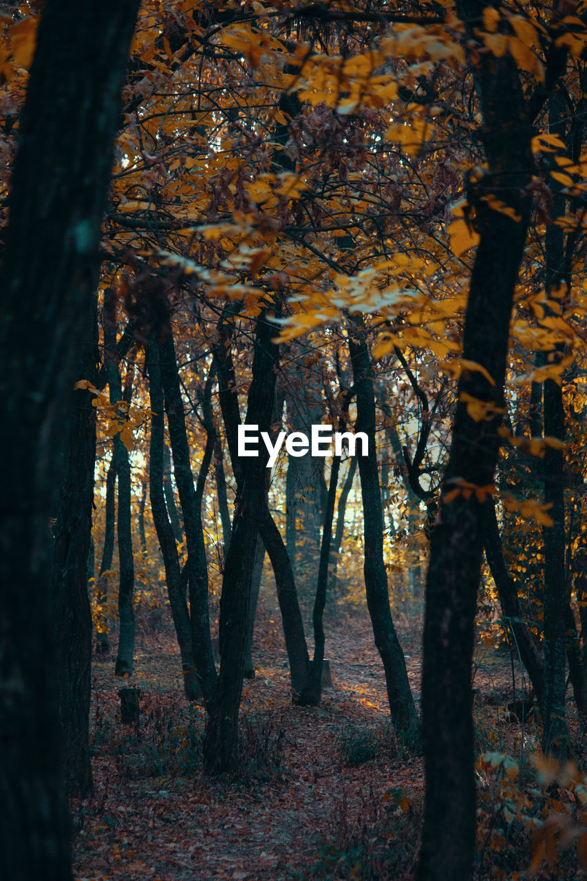 Close-up of trees in forest during autumn