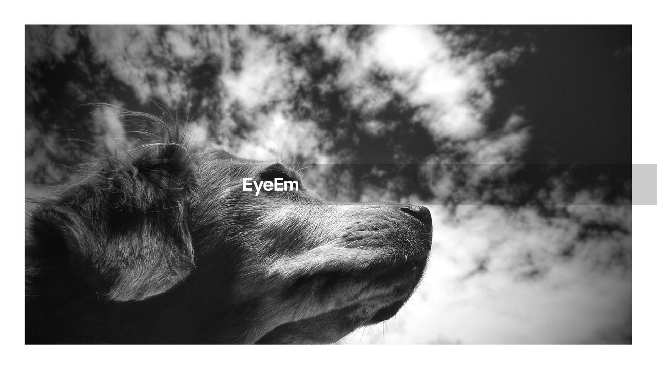 Close-up of dog against cloudy sky