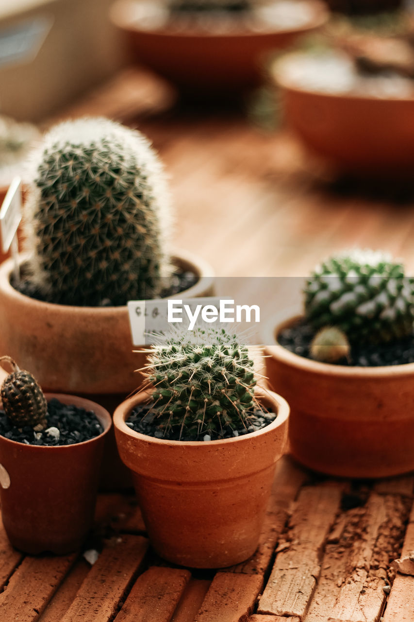 high angle view of potted plant on table