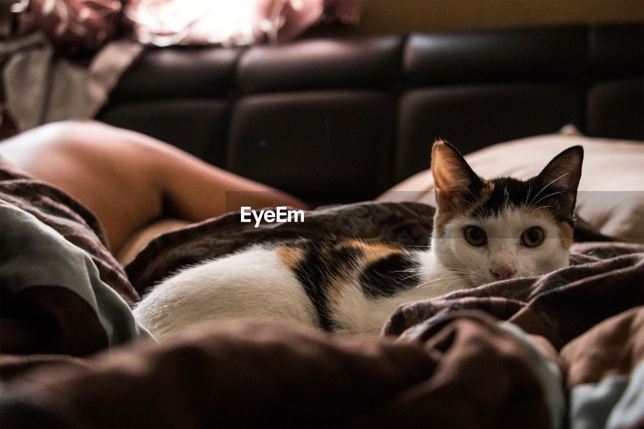 Close-up of cat sitting on sofa