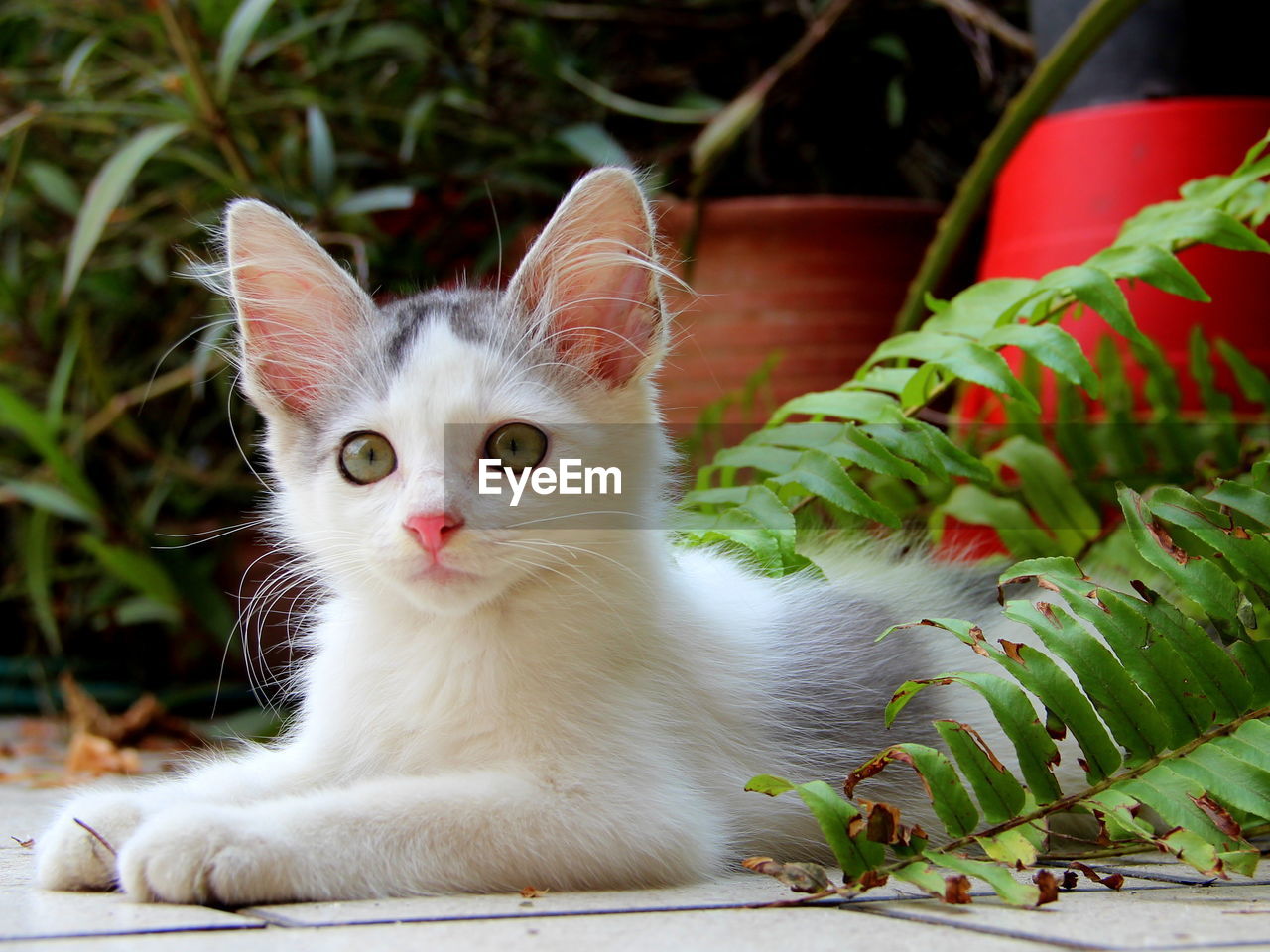 Portrait of cat sitting outdoors