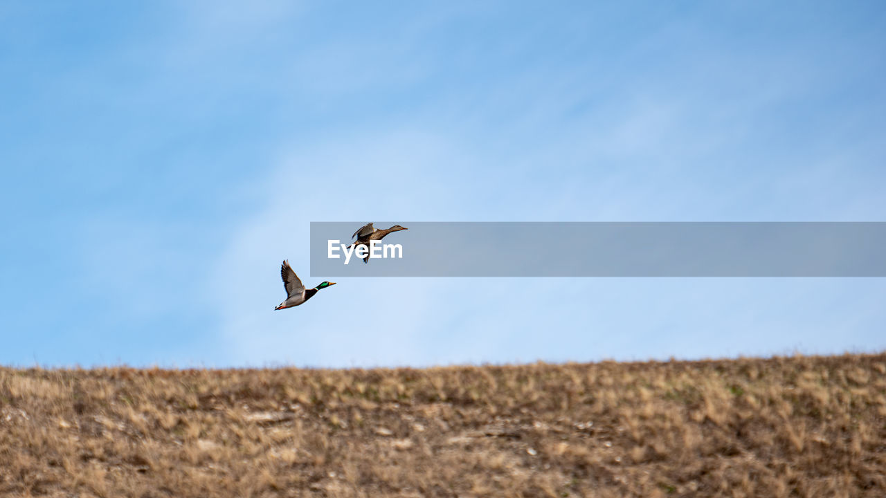BIRD FLYING OVER THE FIELD