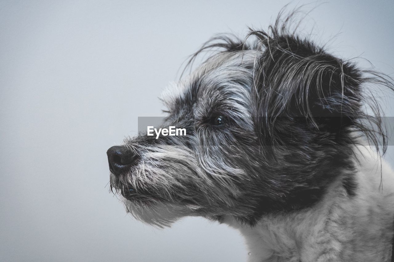 CLOSE-UP OF DOG AGAINST WHITE BACKGROUND