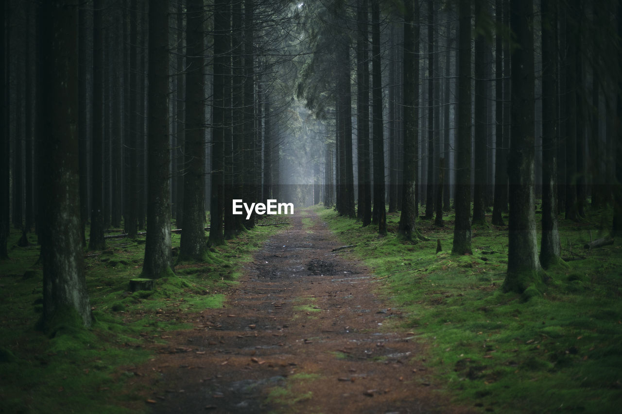 Dirt footpath amidst trees in forest