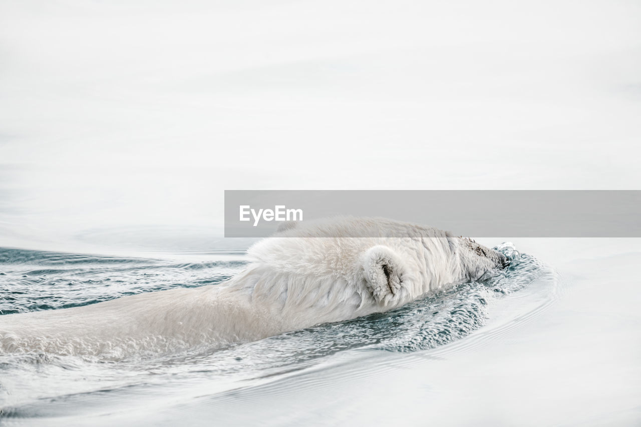 Polar bear swimming in sea