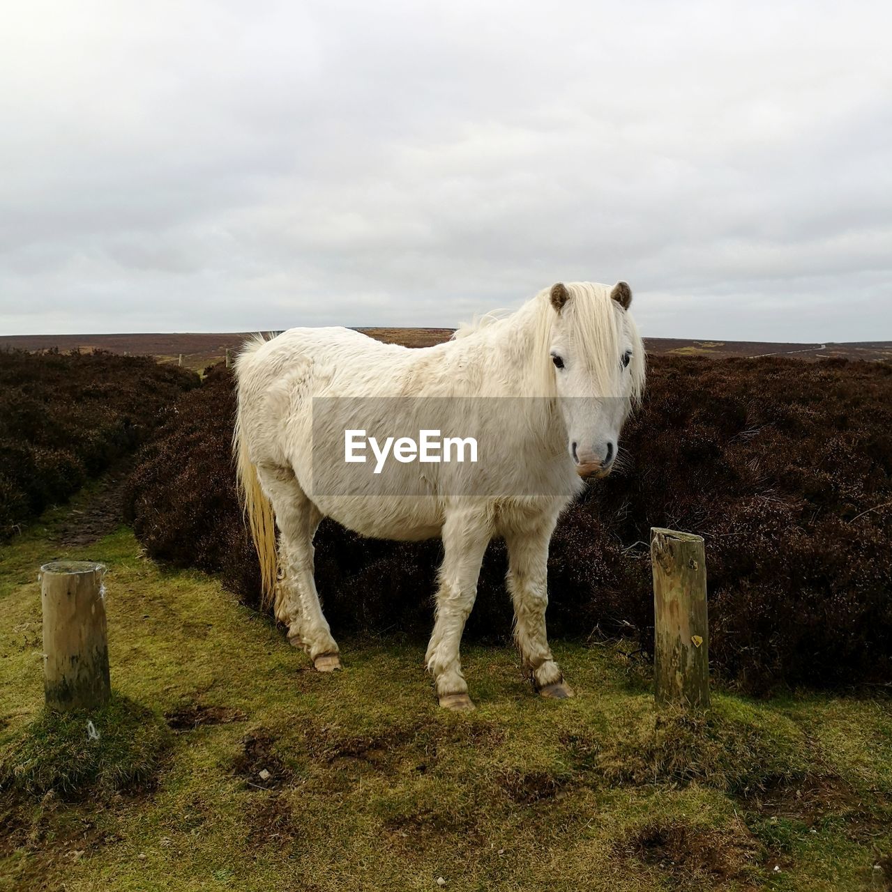 HORSE STANDING ON FIELD