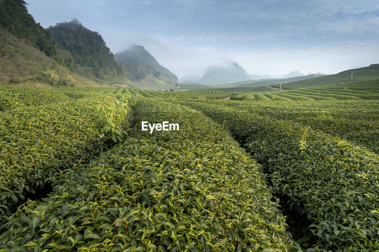 SCENIC VIEW OF AGRICULTURAL FIELD