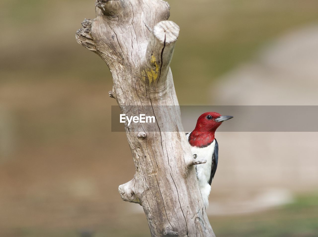 CLOSE-UP OF A BIRD