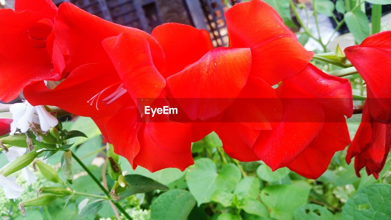 CLOSE-UP OF RED ROSE PLANT