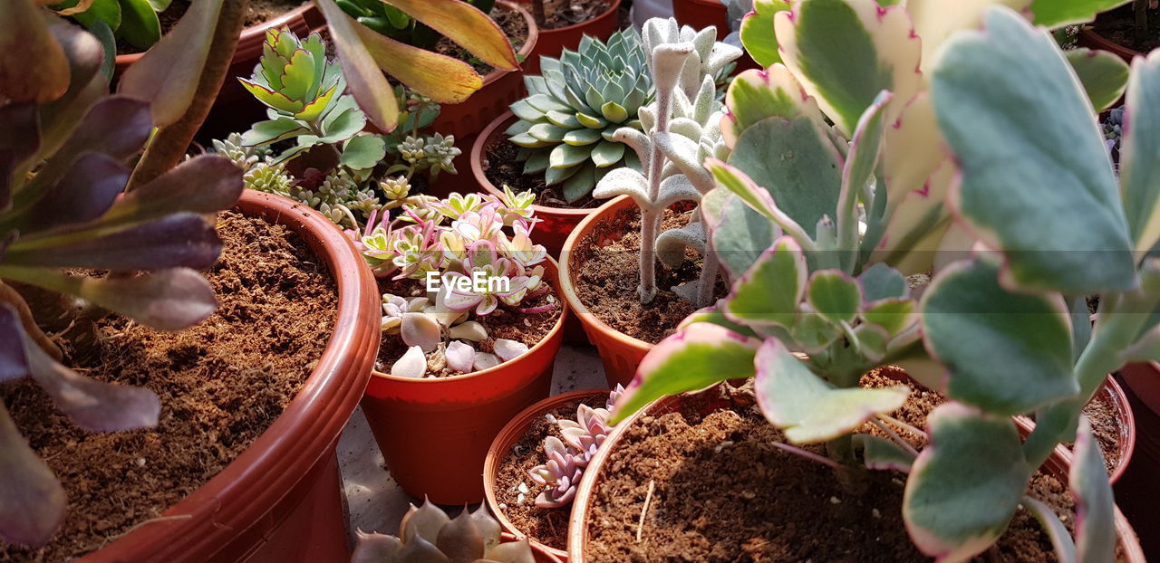 HIGH ANGLE VIEW OF POTTED PLANTS ON CACTUS