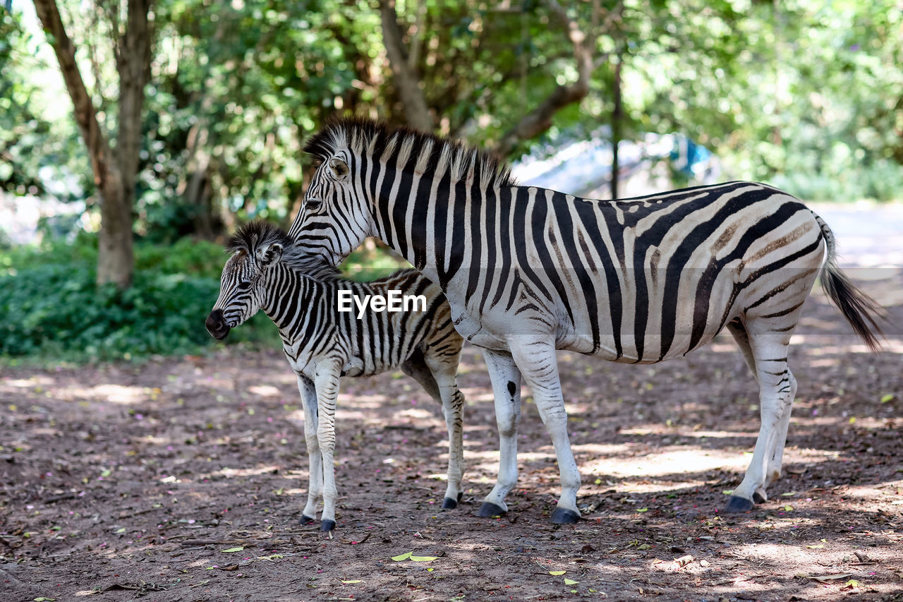 Side view of zebras standing in forest