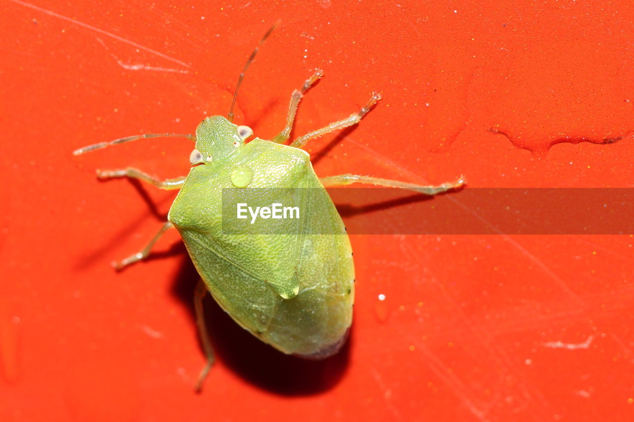 Macro photograph of a green stink bug on a red surface