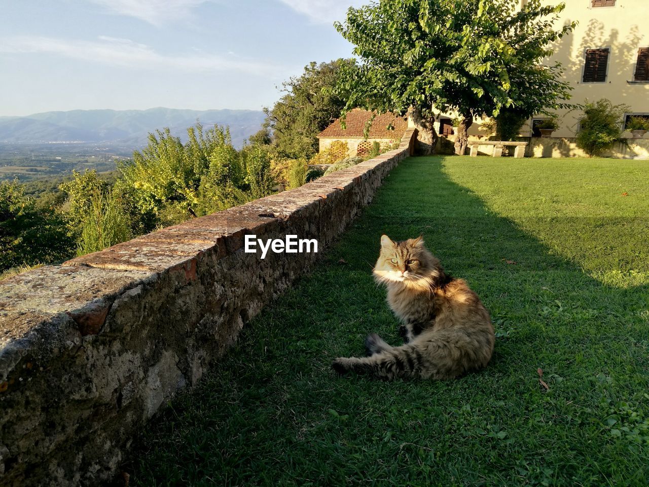 Portrait of cat on grass against sky