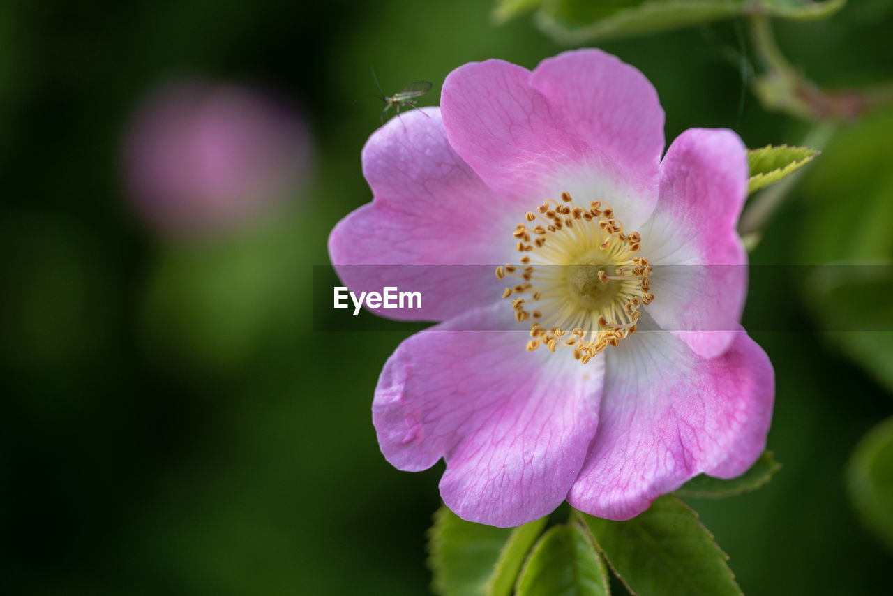 Close-up of pink flower