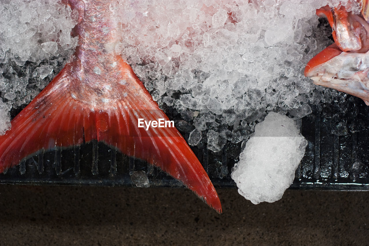 Close-up of fish with ice at market stall