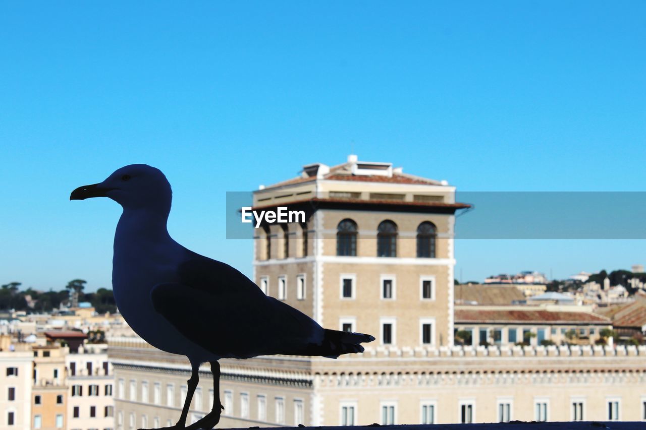 architecture, building exterior, built structure, animal, bird, animal themes, animal wildlife, clear sky, sky, travel destinations, nature, city, blue, wildlife, one animal, no people, day, landmark, building, sunny, travel, history, outdoors, the past, copy space, tourism