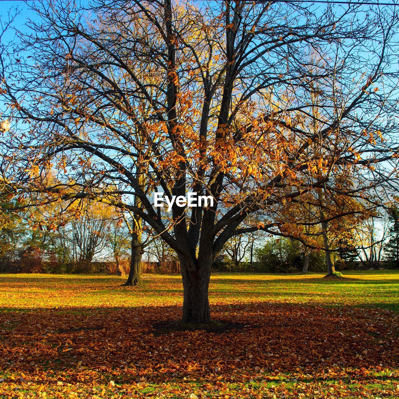 TREES IN AUTUMN AGAINST SKY