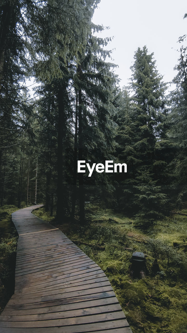 BOARDWALK AMIDST TREES IN FOREST