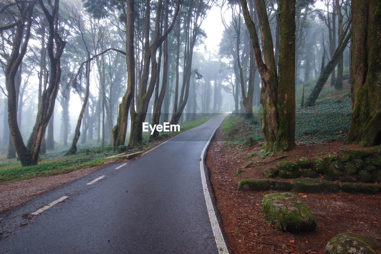 Road in a forest covered with mist