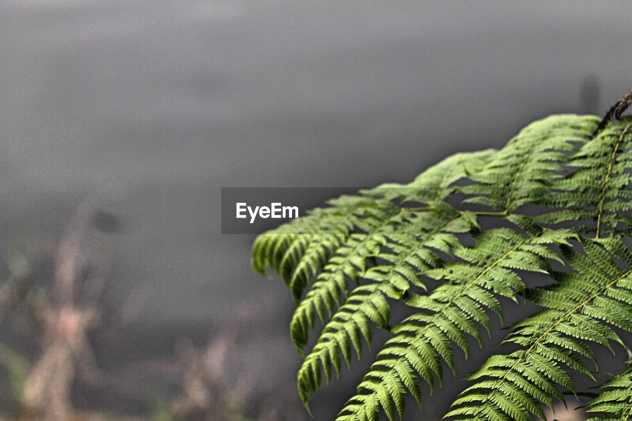 Close-up of fern leaves