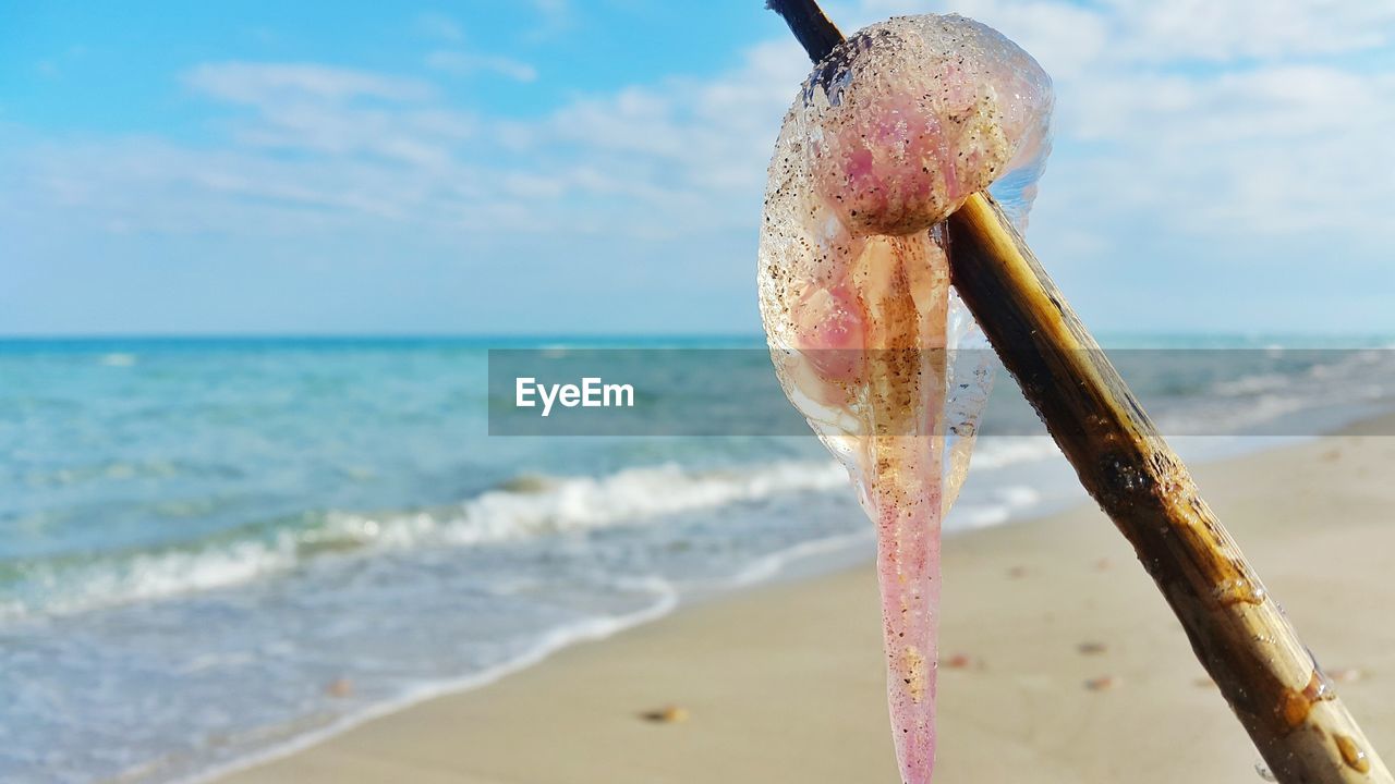 Dead jellyfish in stick at beach