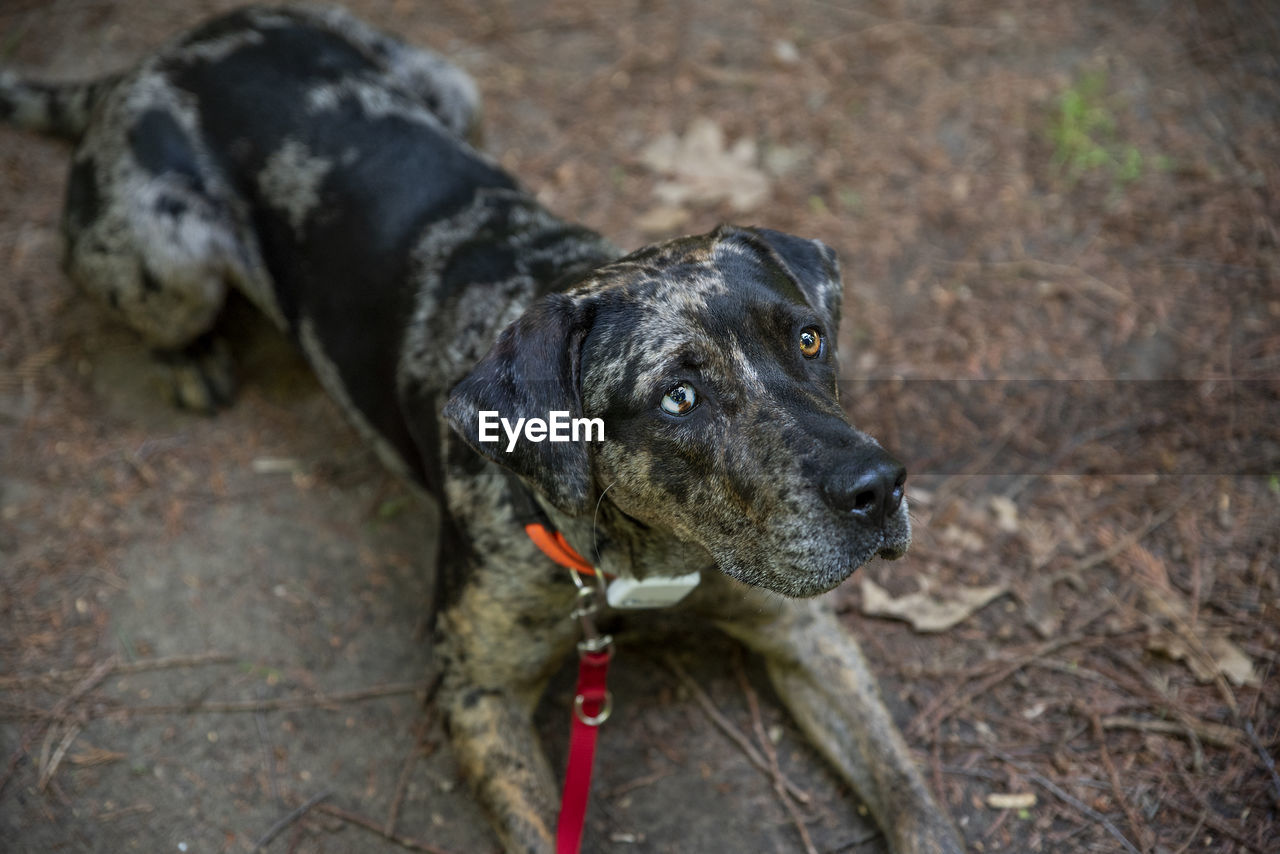 HIGH ANGLE VIEW OF DOG