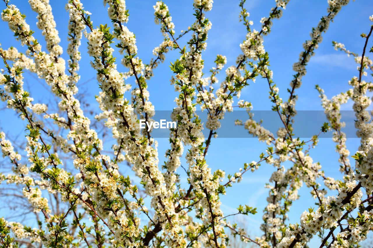 Low angle view of flowering plant against blue sky