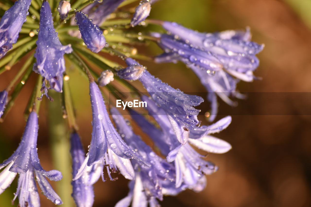 CLOSE-UP OF WATER DROPS ON FLOWER