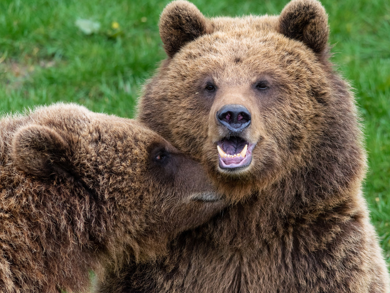 Close-up portrait of bears