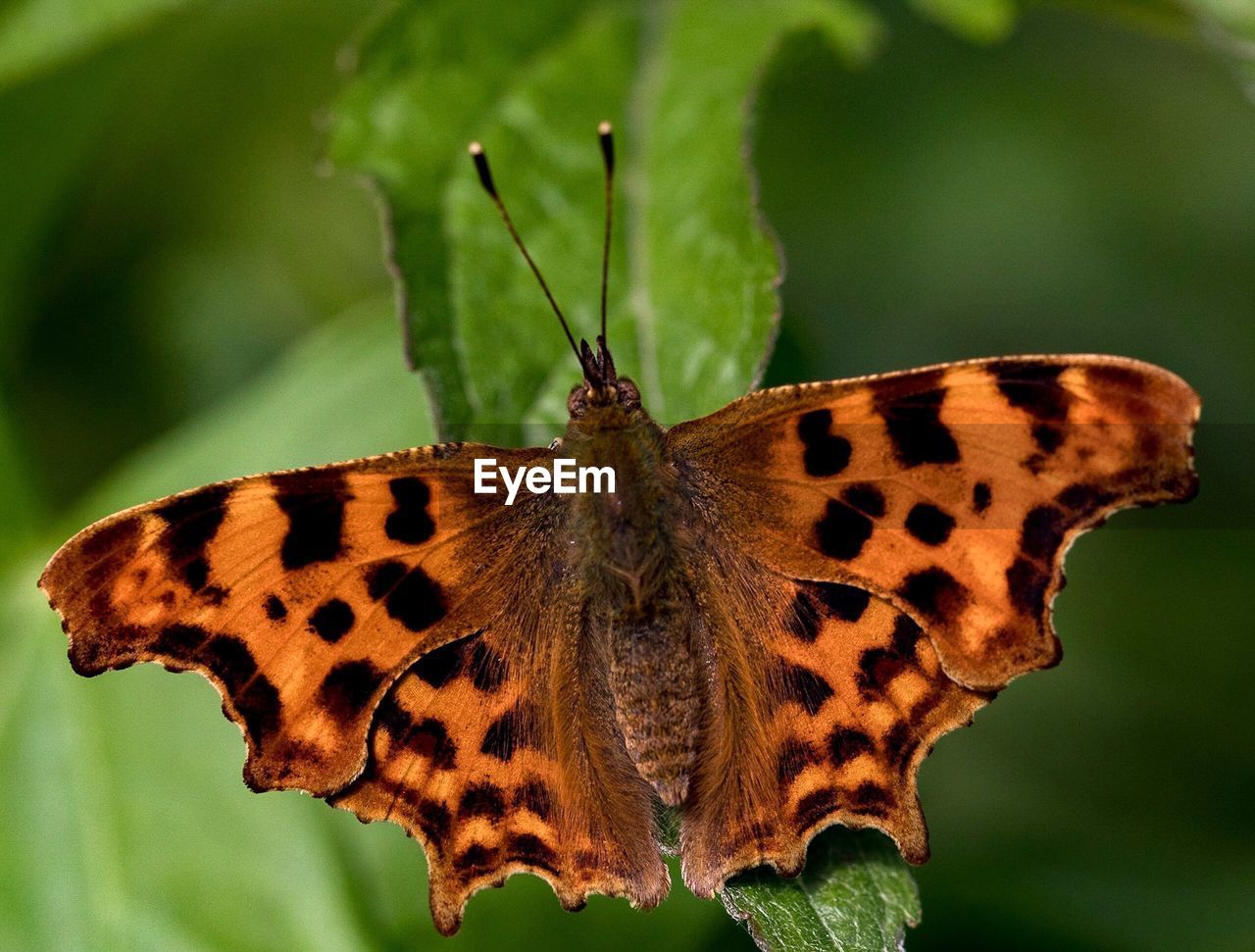 Close-up of butterfly on leaf