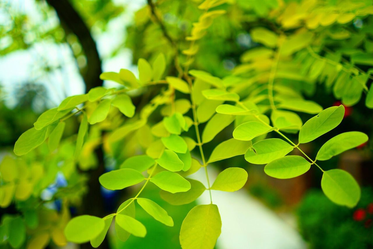 CLOSE-UP OF LEAVES ON PLANT