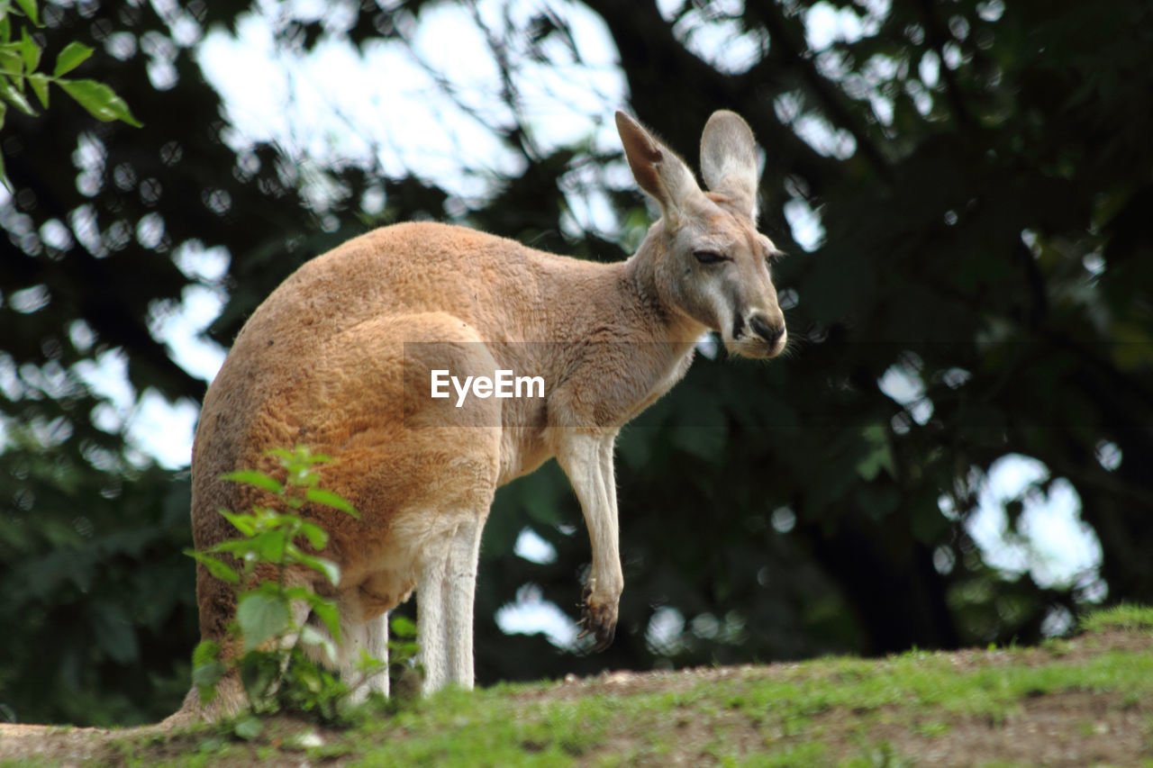 DEER STANDING ON GROUND