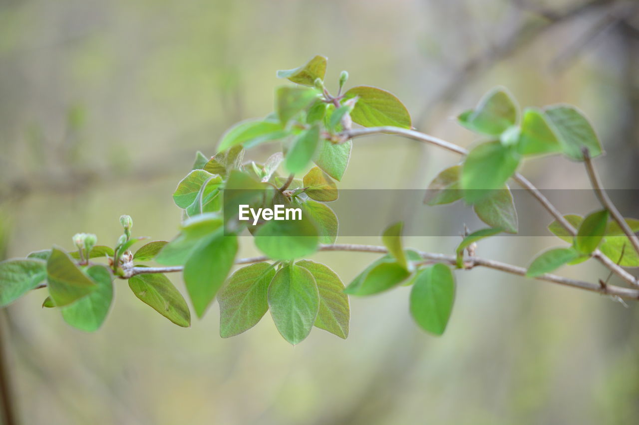 Close-up of green flowering plant