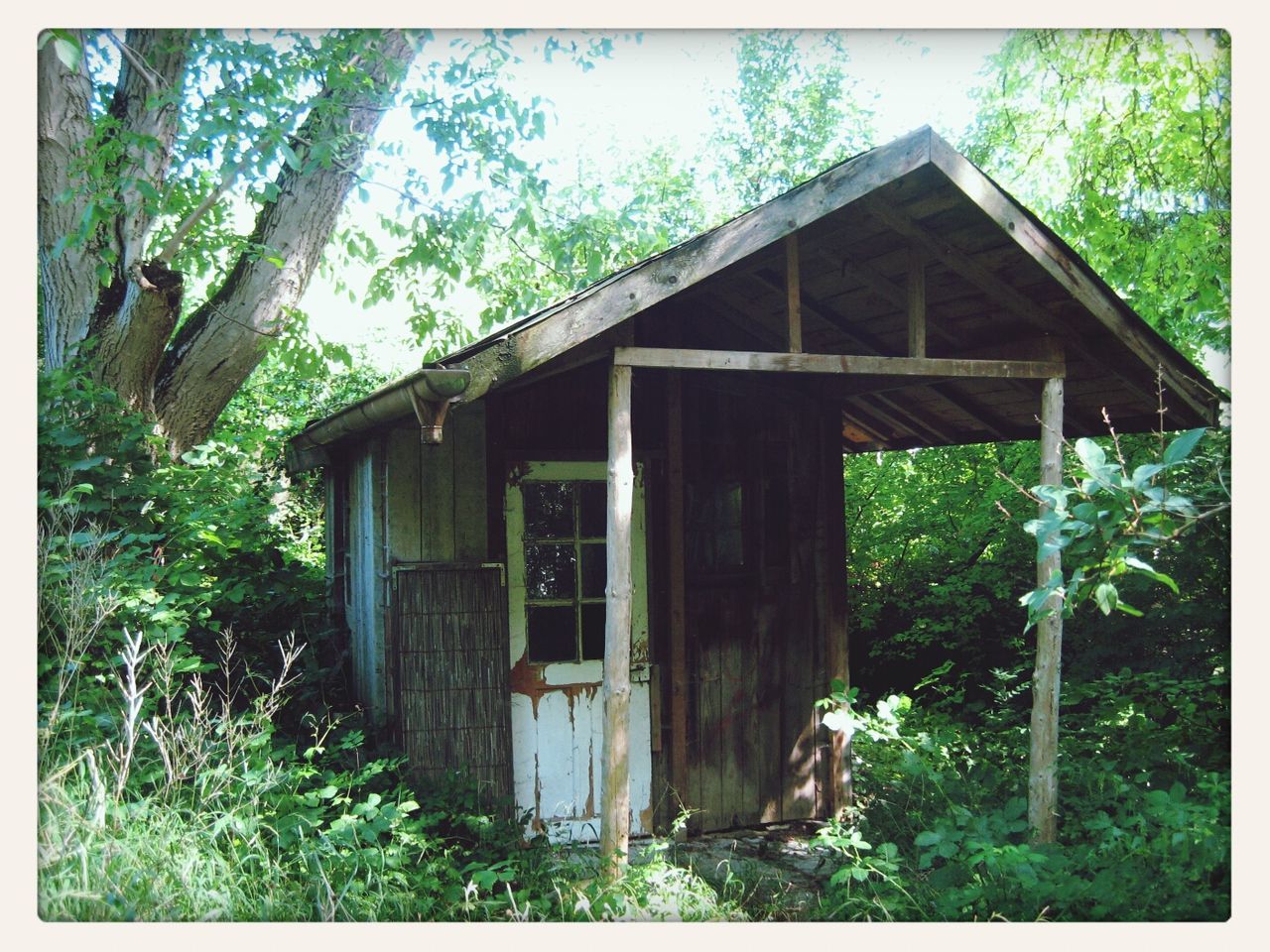 Abandoned house surrounded by trees