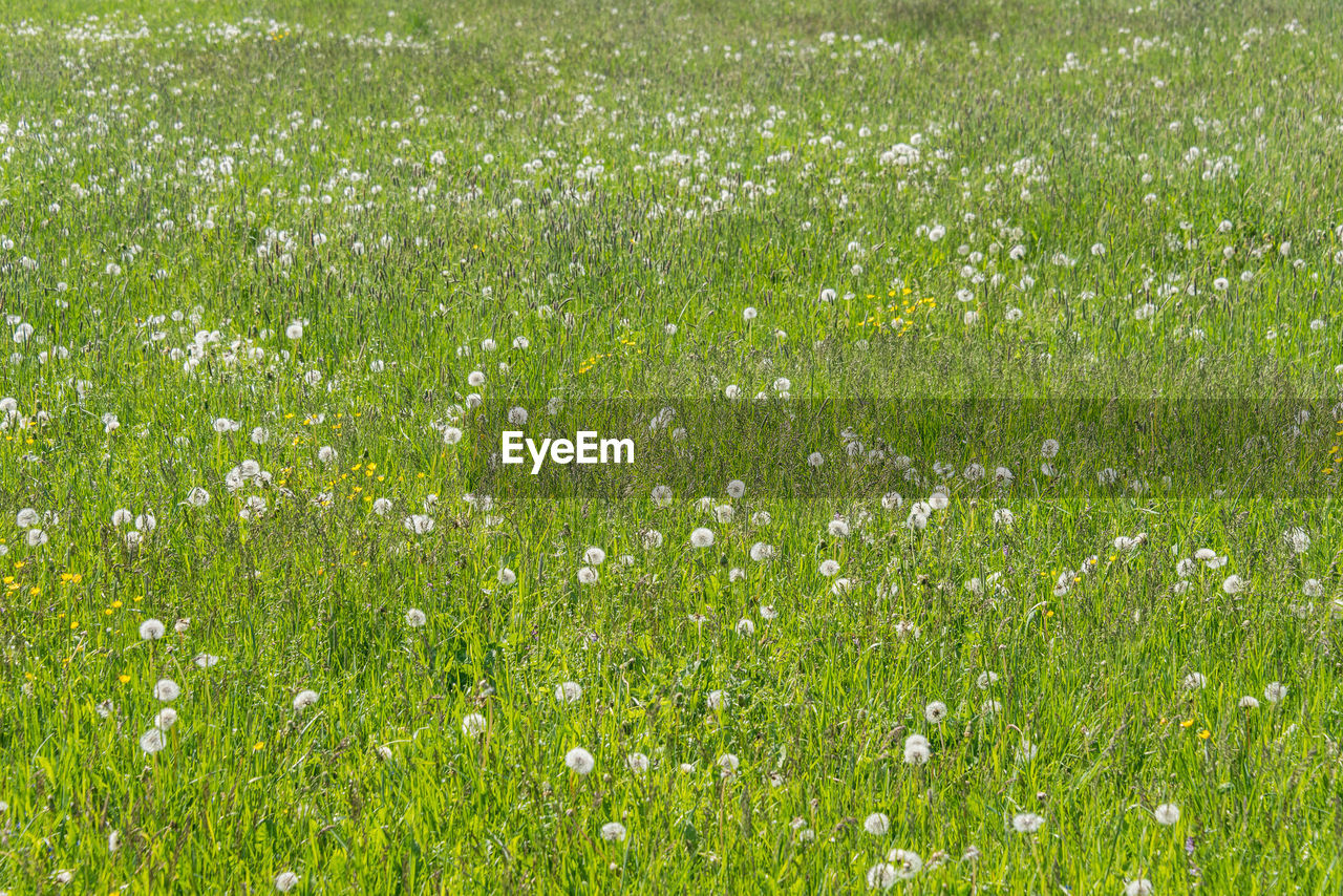 FULL FRAME SHOT OF FLOWERING PLANTS ON LAND