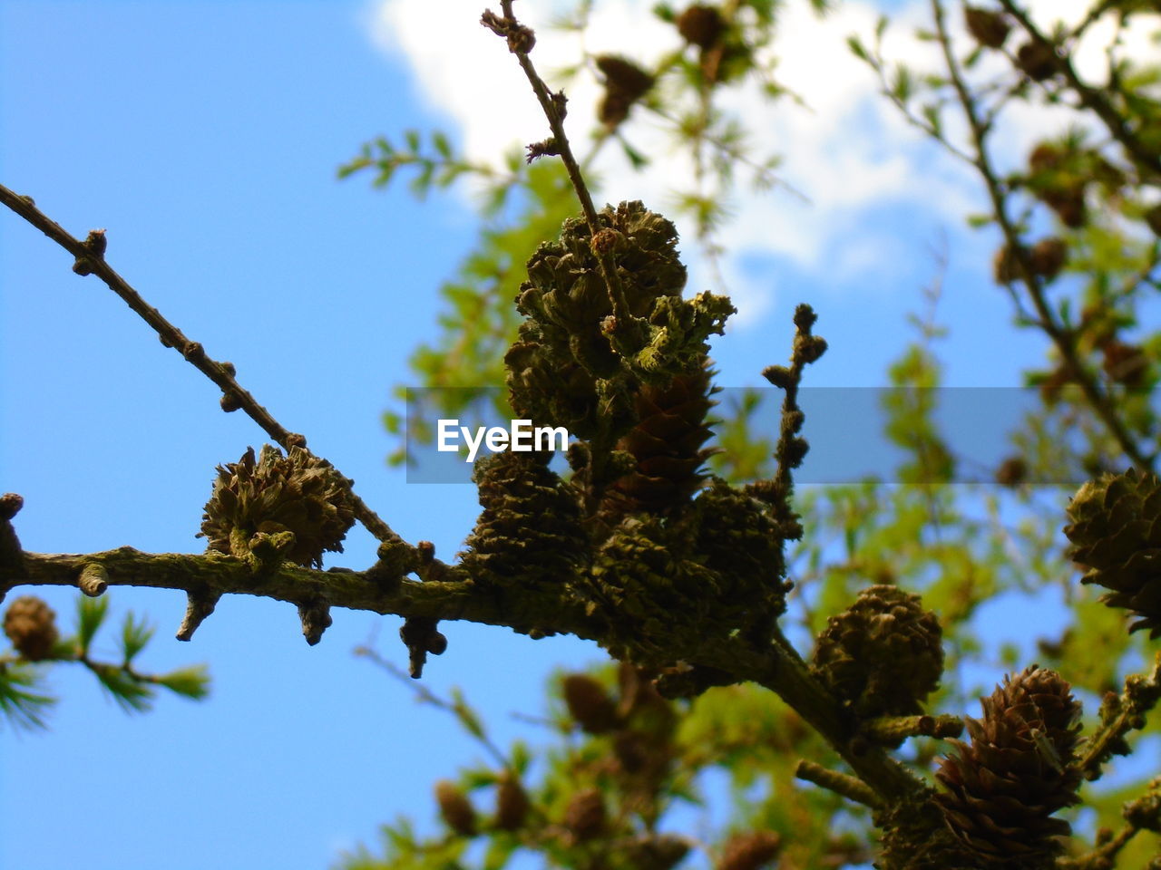 LOW ANGLE VIEW OF TREES AGAINST SKY