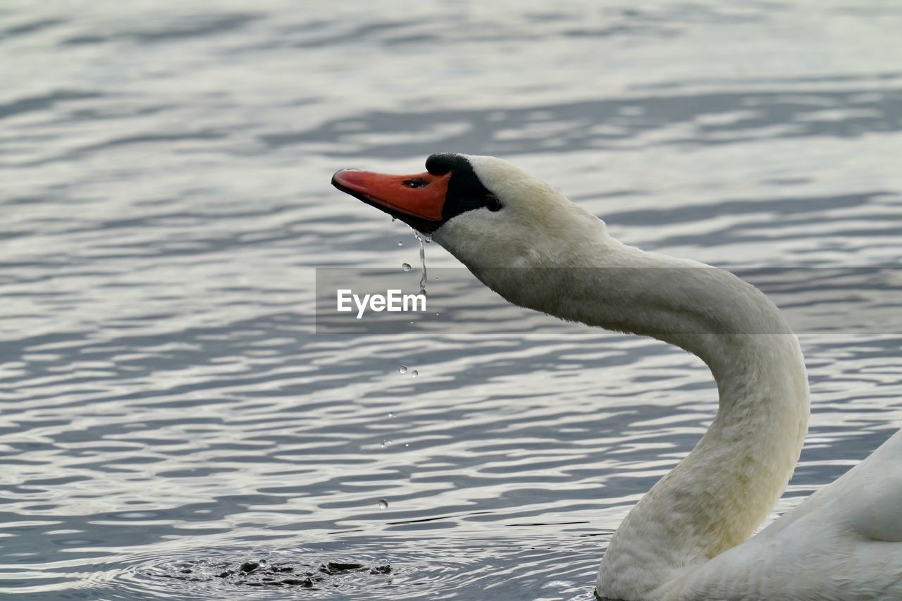 CLOSE-UP OF SWAN IN A LAKE