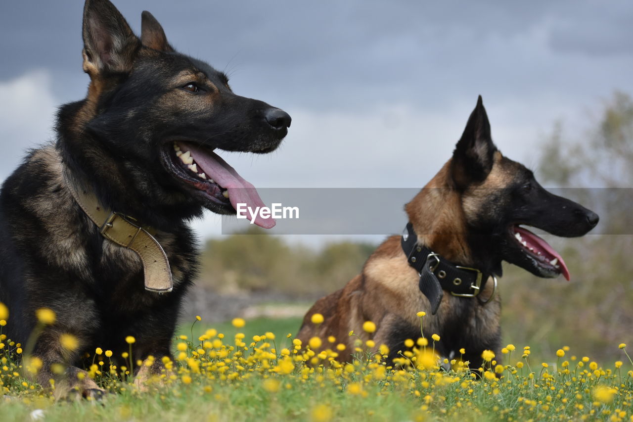 A german shepherd and melinoa look out over the horizon in a field of flowers