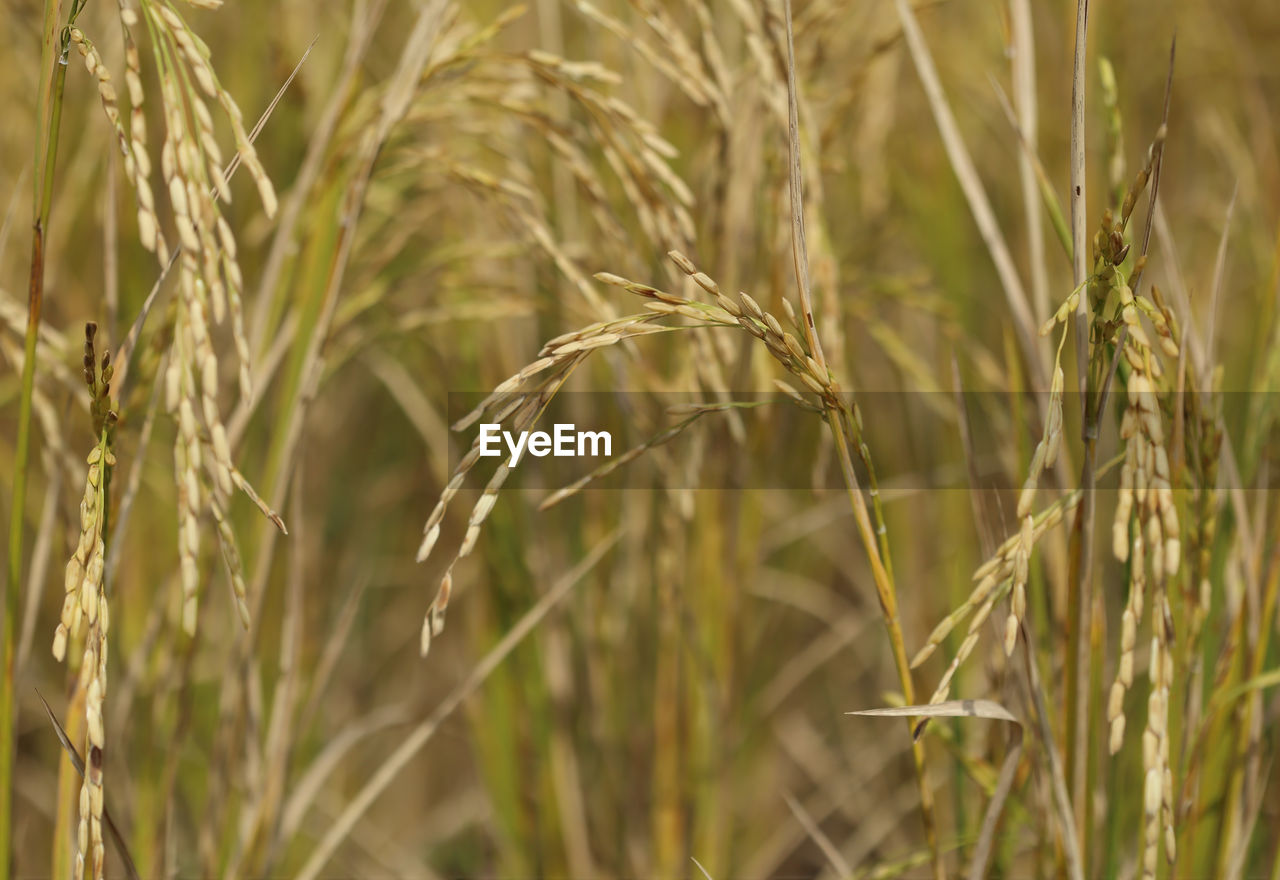 CLOSE-UP OF STALKS IN WHEAT FIELD
