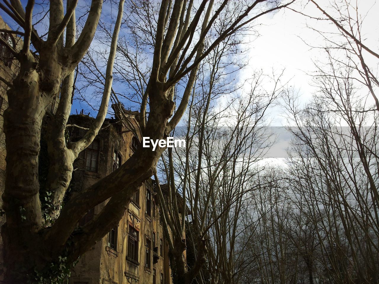 LOW ANGLE VIEW OF BARE TREES AGAINST SKY