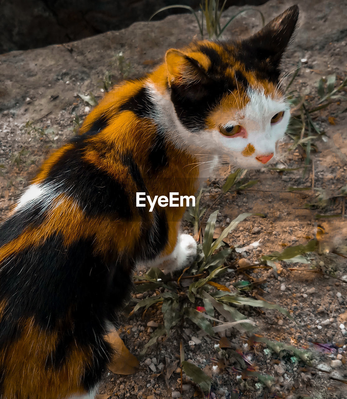 CLOSE-UP OF A CAT ON FIELD