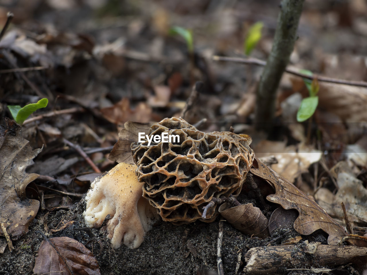 CLOSE-UP OF MUSHROOM GROWING ON ROCK