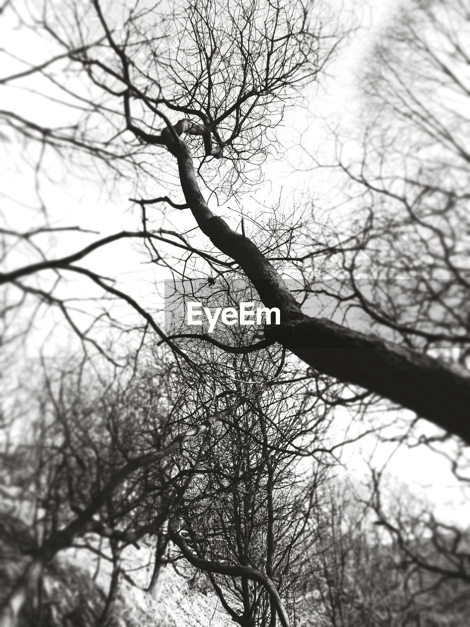 LOW ANGLE VIEW OF BARE TREES AGAINST SKY