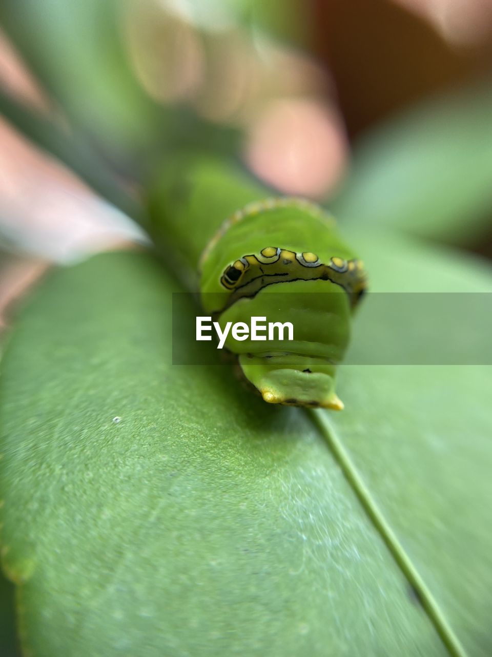green, animal themes, close-up, animal, one animal, animal wildlife, macro photography, leaf, wildlife, plant part, yellow, insect, nature, flower, plant, hand, day, selective focus, focus on foreground, plant stem, outdoors, animal body part, beauty in nature, reptile, freshness