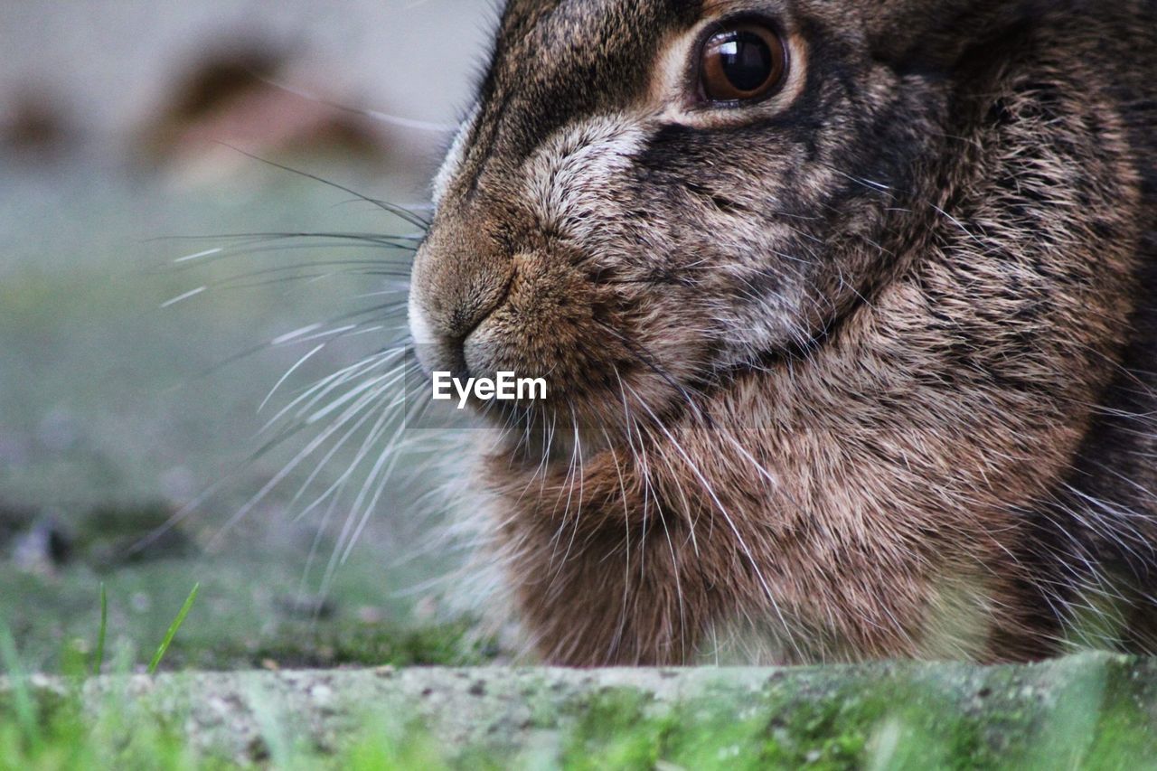 Hare portrait