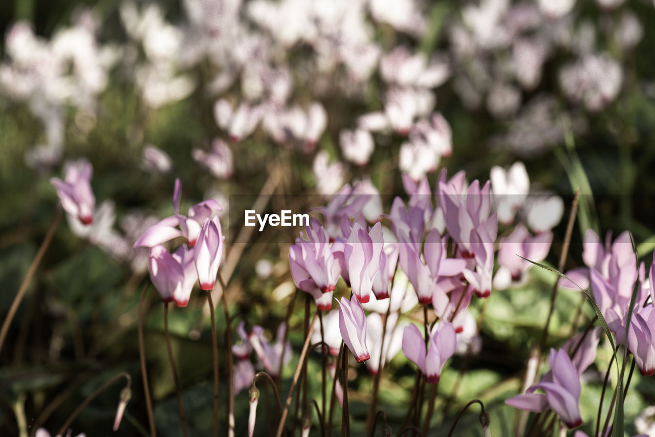 Close-up of pink flowering plants on field