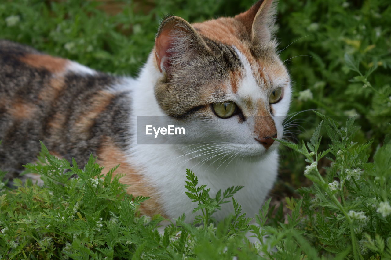 CLOSE-UP OF A CAT LOOKING AWAY ON FIELD