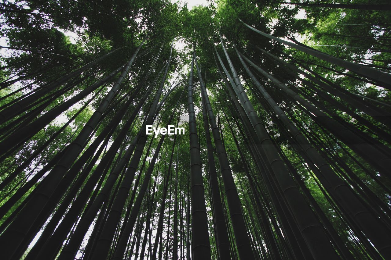 Full frame shot of bamboo growing at forest