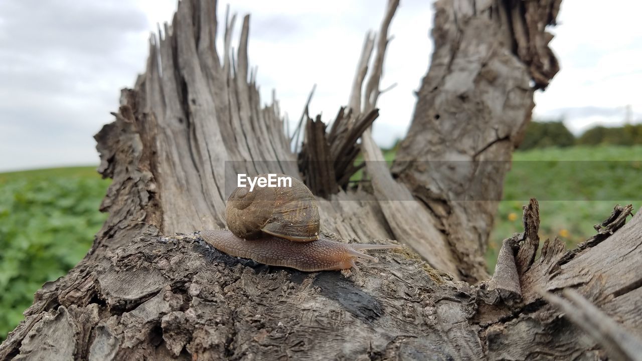 I'll snail you later