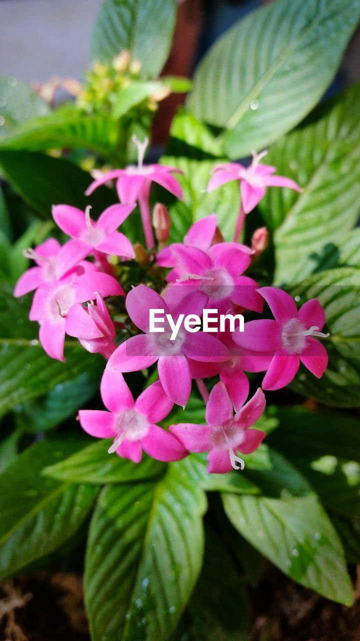 CLOSE-UP OF PINK FLOWERS BLOOMING OUTDOORS